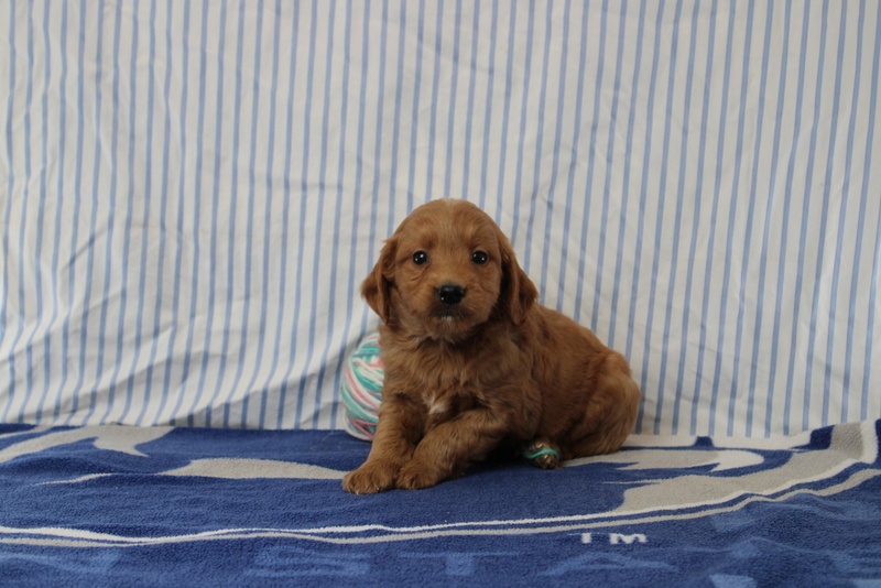 puppy, for, sale, Mini Golden Doodle F1, Matthew B. Stoltzfus, dog, breeder, Gap, PA, dog-breeder, puppy-for-sale, forsale, nearby, find, puppyfind, locator, puppylocator, aca
